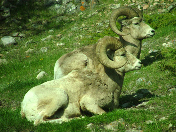 Big horned sheep