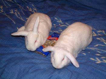 The bunnies