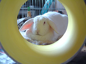 Buggs and her tunnel