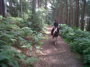Us hacking up the woods