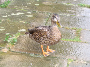 A duck, that seemed to like me at Chatsworth