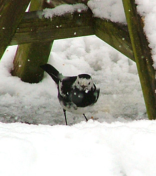 Pied Wagtail under the birdtable