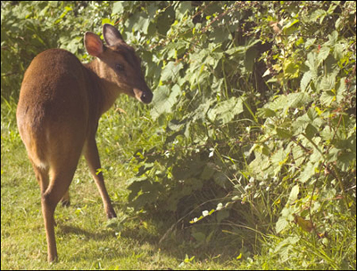 Female Muntjac the next morning