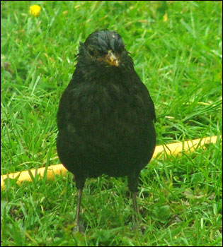 A soggy Blackbird