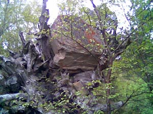 Rock in a tree