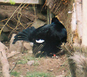 Black grouse