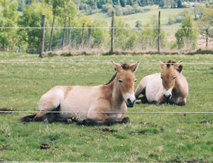 Wildhorses