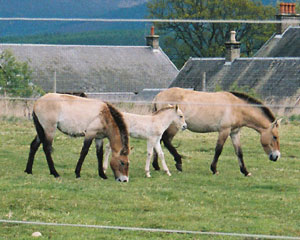 Wildhorses with foal